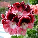Ампельна герань | Догляд за ампельної геранню