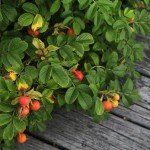 Шипшина при вагітності Шипшина при вагітності