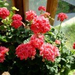 Ампельна герань | Догляд за ампельної геранню