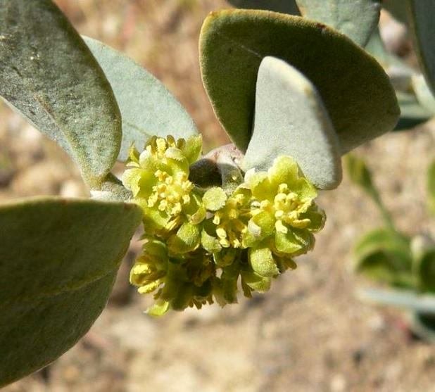 Масло жожоба для волосся | Маска з маслом жожоба Масло жожоба для волосся | Маска з маслом жожоба