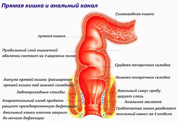 від чого буває геморой