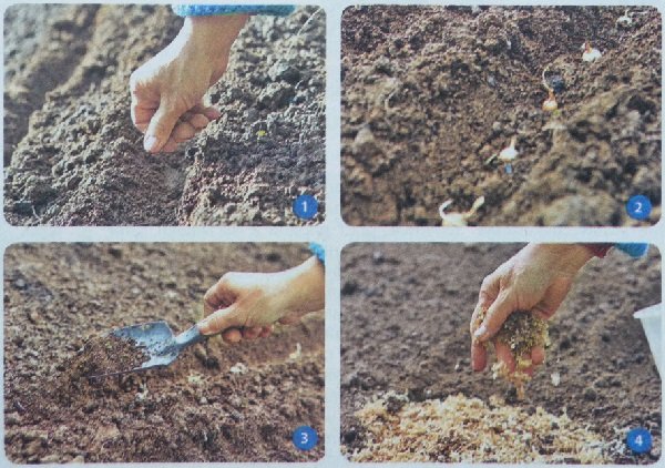 Як садити цибулю севок під зиму правильно?
