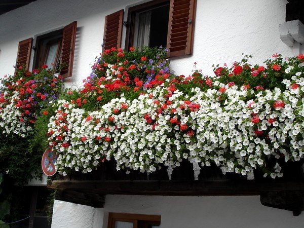 Ампельна герань | Догляд за ампельної геранню