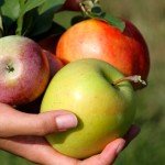 Яблучна дієта | Кефірно яблучна дієта
