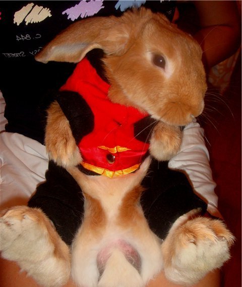 Одяг для кроликів