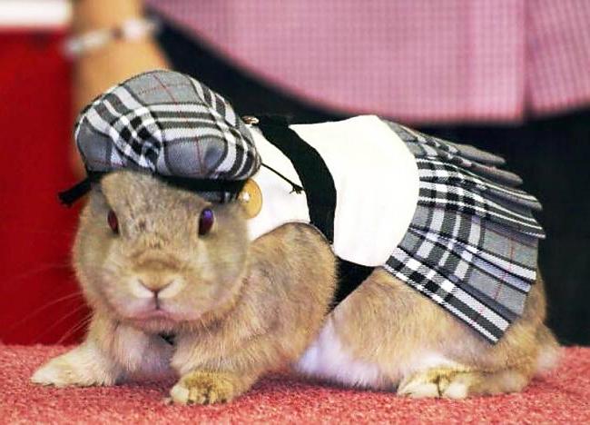 Одяг для кроликів