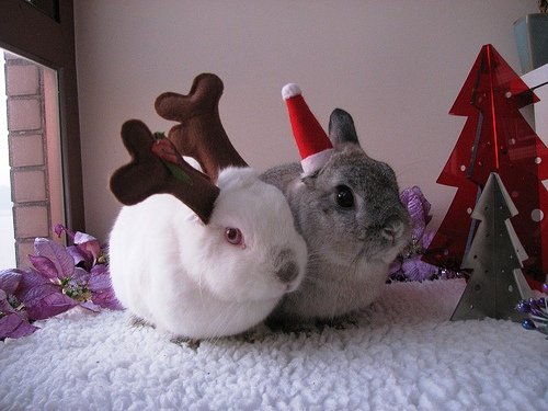 Одяг для кроликів