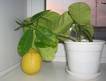 Як виростити лимон з кісточки в домашніх умовах?