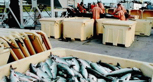 Рекомендації по вибору свіжої риби