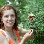 Шипшина при вагітності Шипшина при вагітності