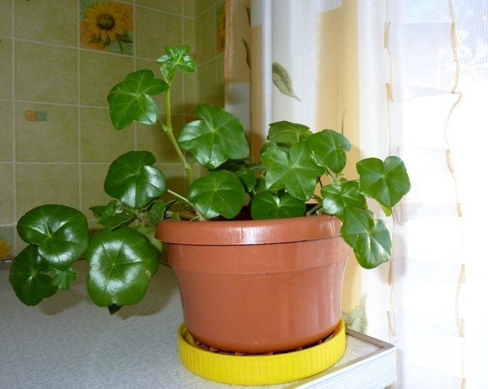 Ампельна герань | Догляд за ампельної геранню