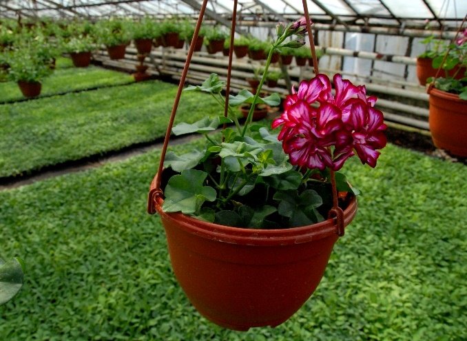 Ампельна герань | Догляд за ампельної геранню