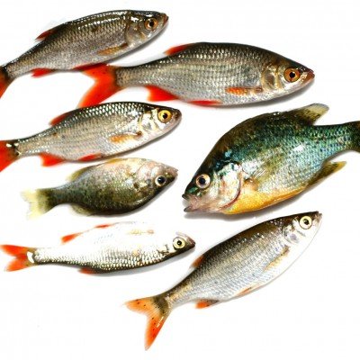 Рекомендації по вибору свіжої риби