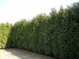 Швидкорослі хвойні рослини для живоплоту