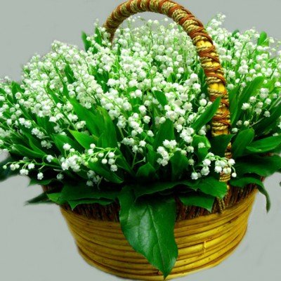 Які квіти подарувати на 8 березня