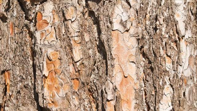 Лікування варикозу народними засобами в домашніх умовах   добірка коштів