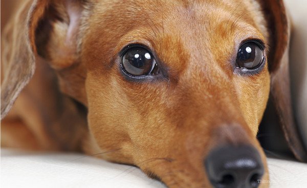 Параліч у собак: причини, лікування та профілактика