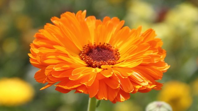 Лікування варикозу народними засобами в домашніх умовах   добірка коштів