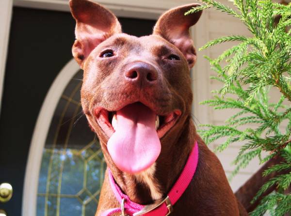 Задишка у собаки   причини і невідкладна допомога