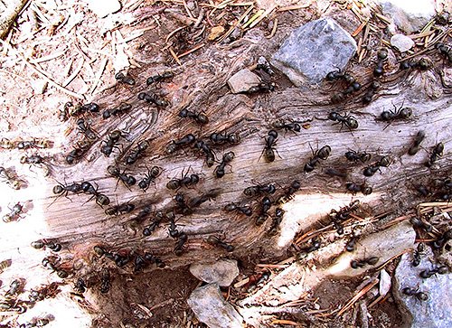 Цікаві факти про мурахах