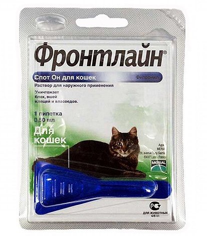 Як вивести бліх у кота