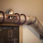 Двері для кішки : типи проходів для тварин