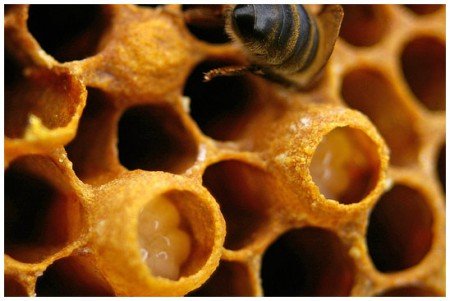 Бджола трутовка: як виправити сімю і матку (фото, відео)