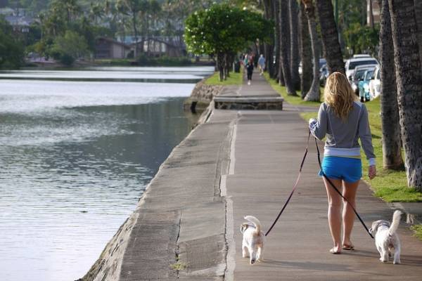 Правила вигулу собак: почни з себе, а світ підтягнеться
