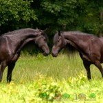 Спаровування диких і свійських коней: фото та відео