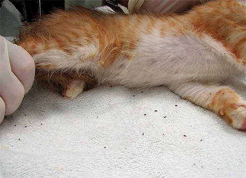 Домашні блохи і як від них позбавитися