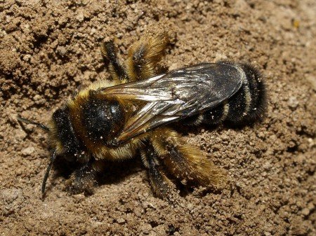 Земляні бджоли: всі їх види, як з ними боротися (фото)
