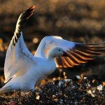 Огляд виду білий гусак, його опис, ареал проживання, фото і відео