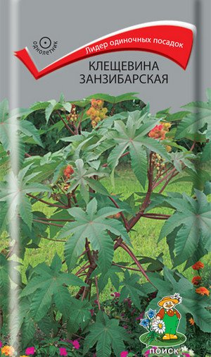 Вирощування рицини звичайної з насіння в домашніх умовах