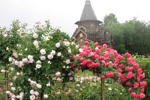 Опис троянди Розаріум Ютерсен, посадка і подальший догляд (фото сорту)