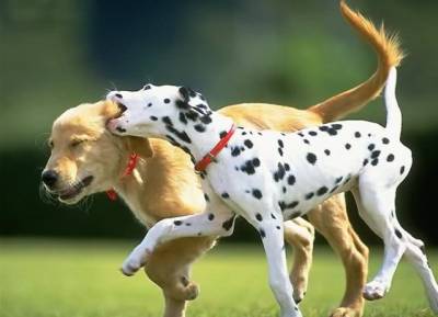 Собаче спілкування та соціальні відносини