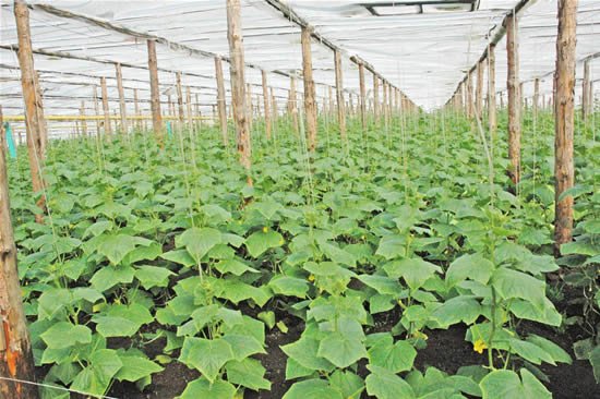 Як отримати великий і якісний урожай огірків в теплиці