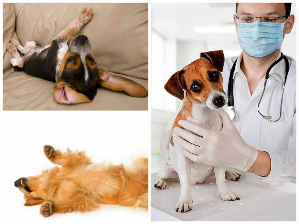 Мязові судоми у собаки: причини, симптоми і лікування