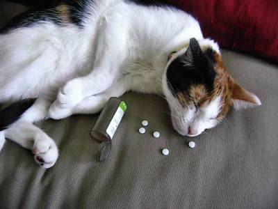 Отруєння у кішок: симптоми та перша допомога