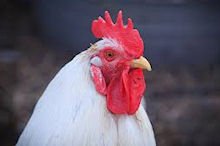 Талісман 2017 року