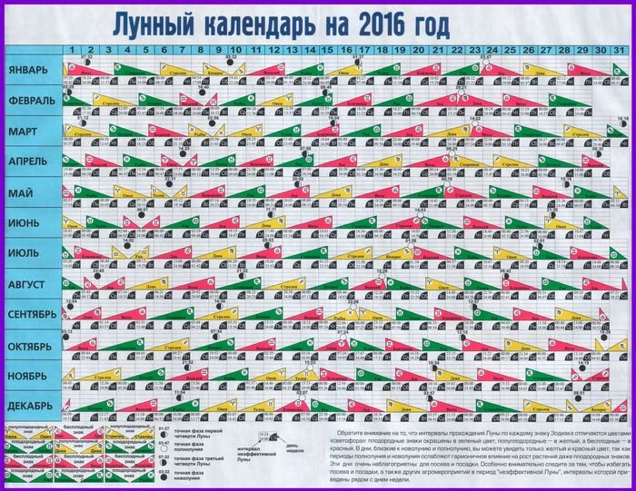 Коли можна садити часник   навесні чи восени?