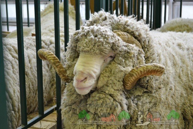 Огляд породи овець Радянський Меринос: фото та відео