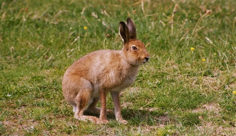 Чим відрізняється заєць від кролика