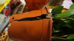 Як рекомендується доглядати за доларовими деревом в домашніх умовах (фото і відео матеріал)?