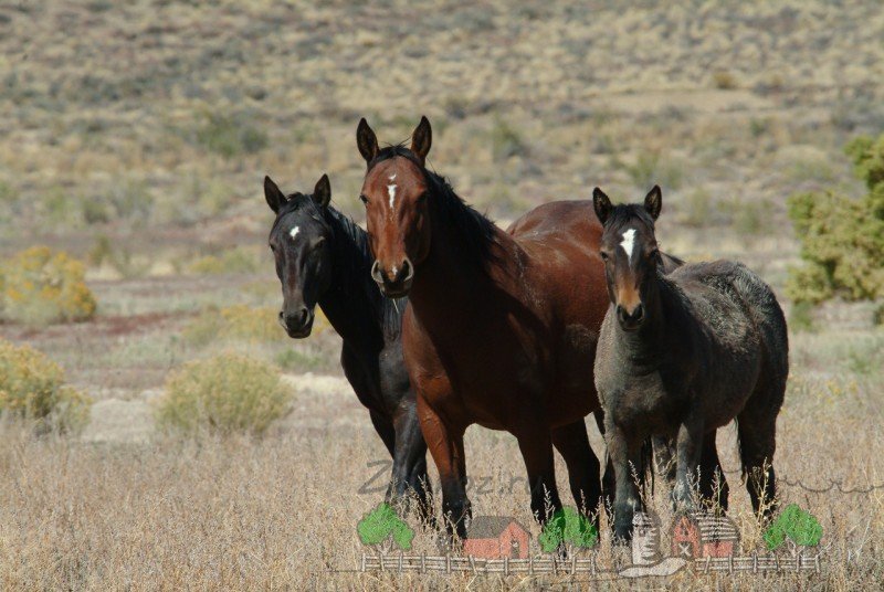Огляд мисливських порід коней, їх опис, відео та фото