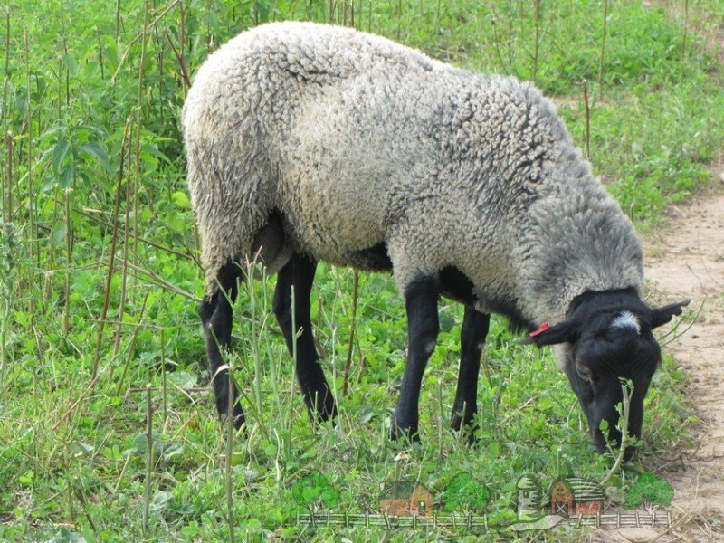 Огляд овець Романівської породи, їх опис, відгуки та фото