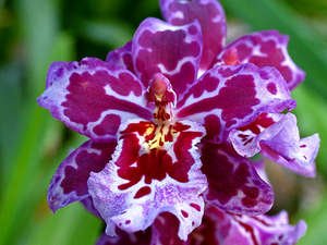 Камбрія   догляд в домашніх умовах за орхідеєю після цвітіння