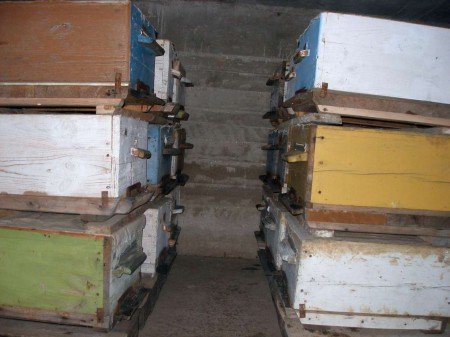 Зимівля бджіл в омшанику: як розмістити вулика (відео)