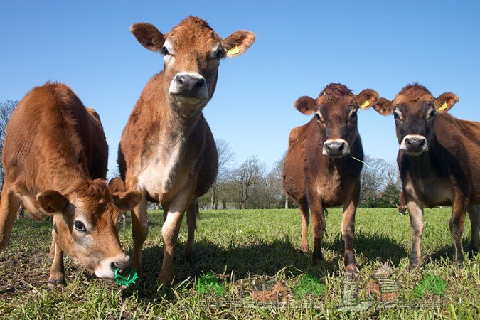 Огляд породи корів Джерсі, їх опис, фото і відео