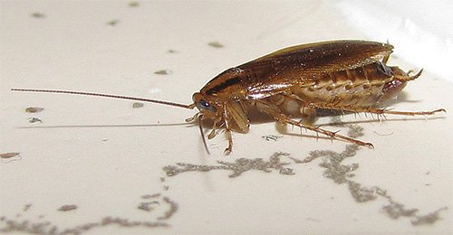 Рудий тарган він же домашній прусак Рудий тарган він же домашній прусак