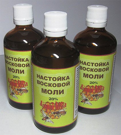 Бджолина моль і застосування її настоянки для лікування захворювань